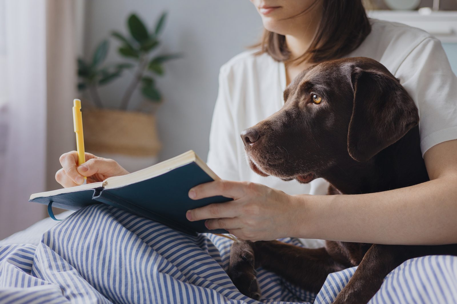 Woman in bed writes in a blue notebook with a yellow pencil while a chocolate Labrador rests its head on her arm