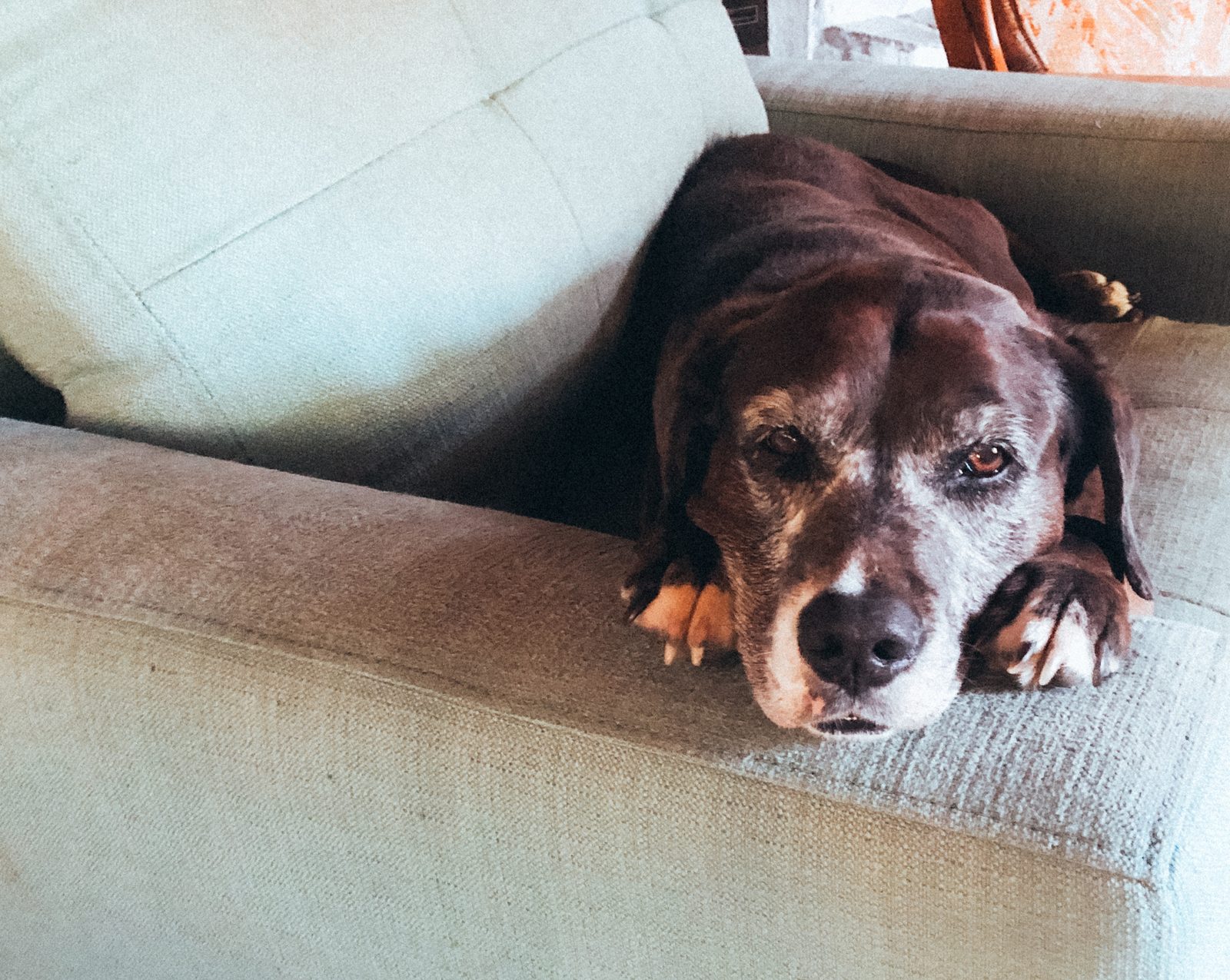 Older dark brown dog with a graying muzzle resting its chin on its paws on a pale mint armchair at home