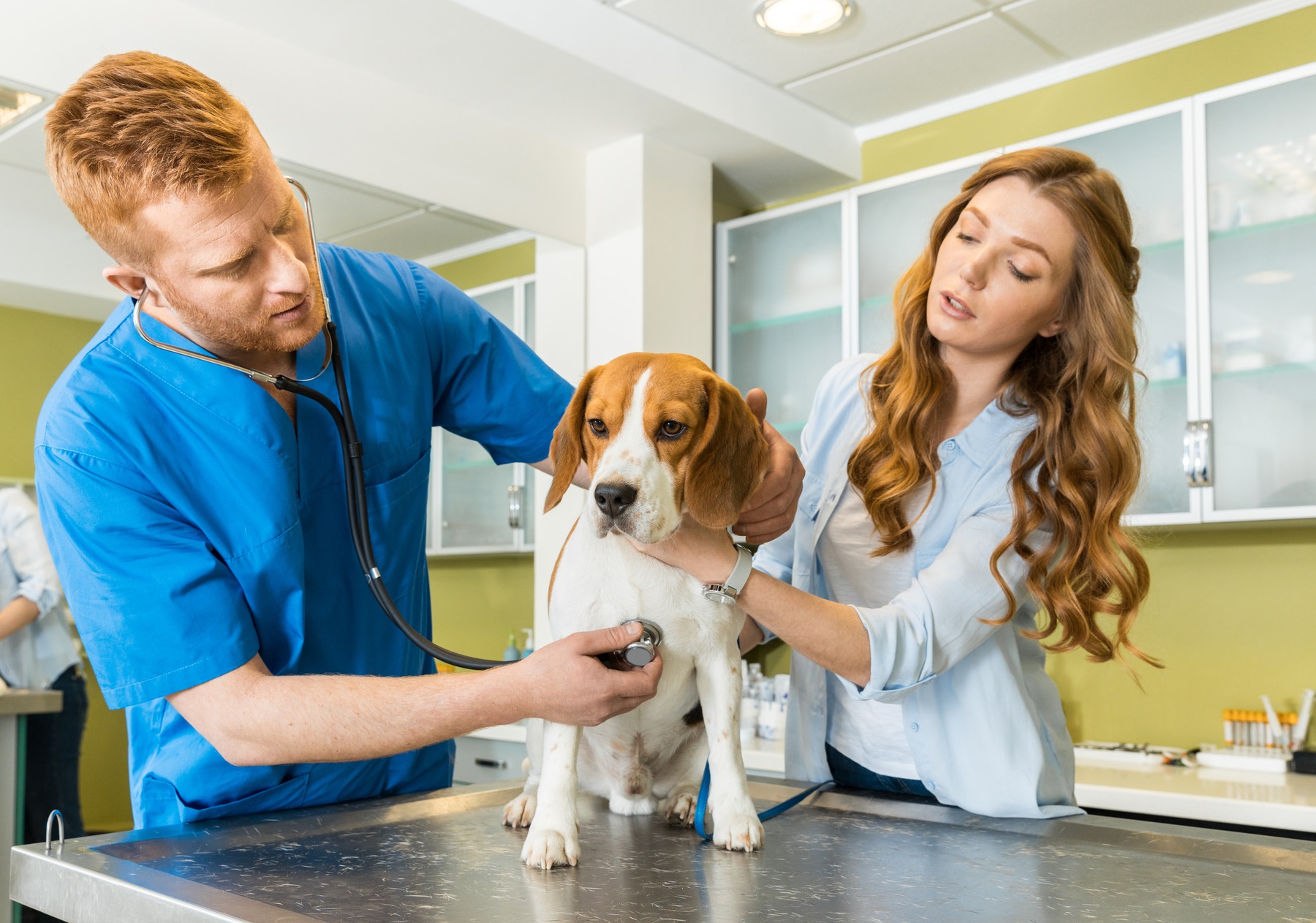A person holds a dog while another uses a stethoscope.