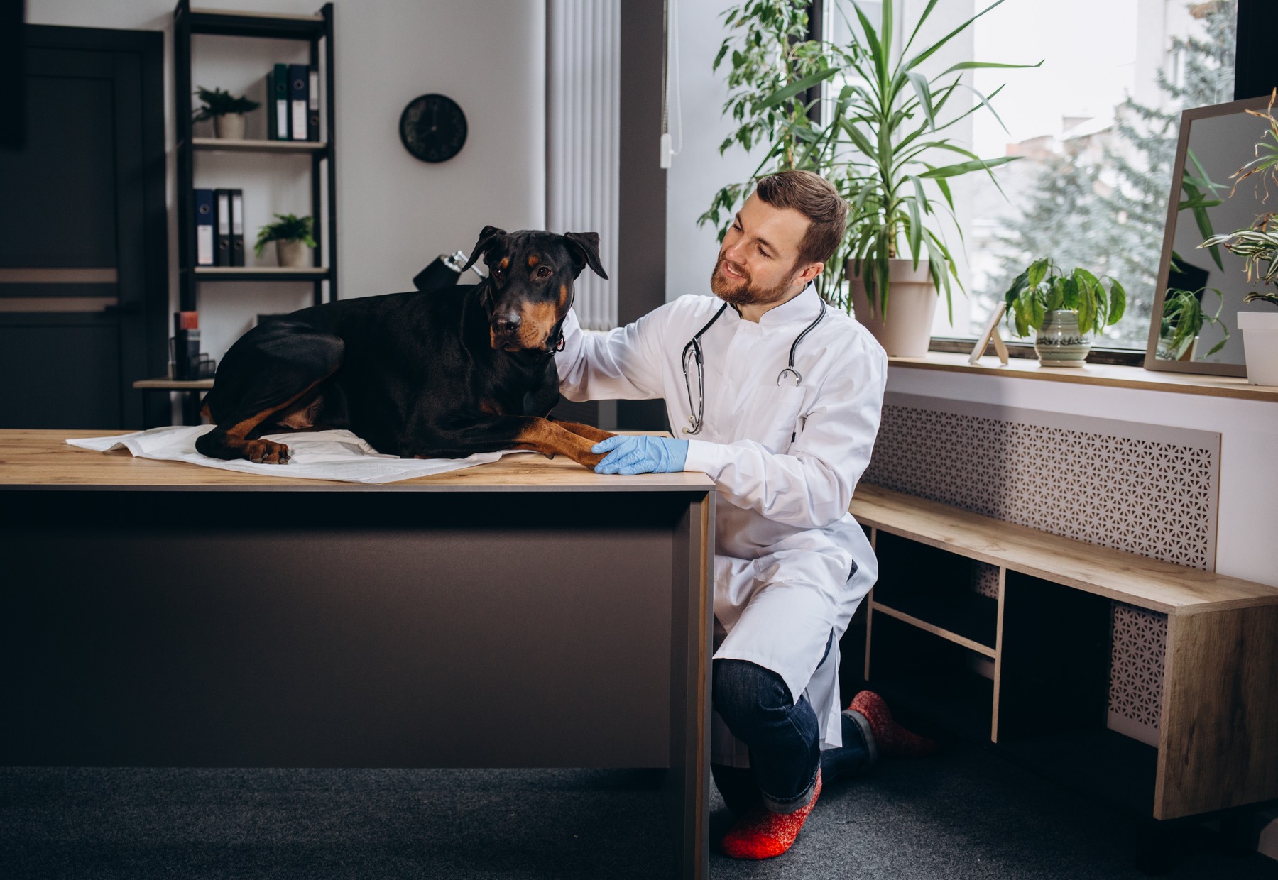 A person with a stethoscope beside a dog on an examination table.