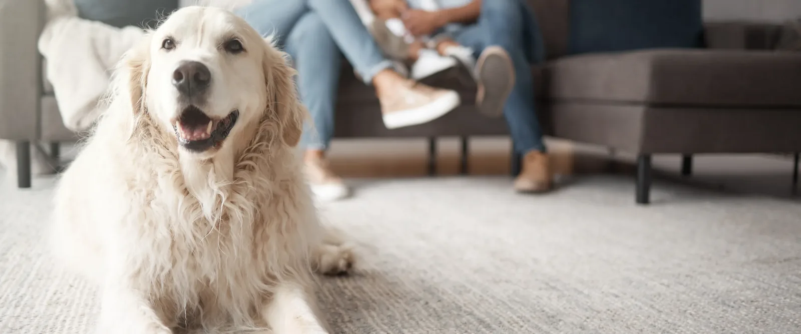 A golden retriever lying on the living room rug