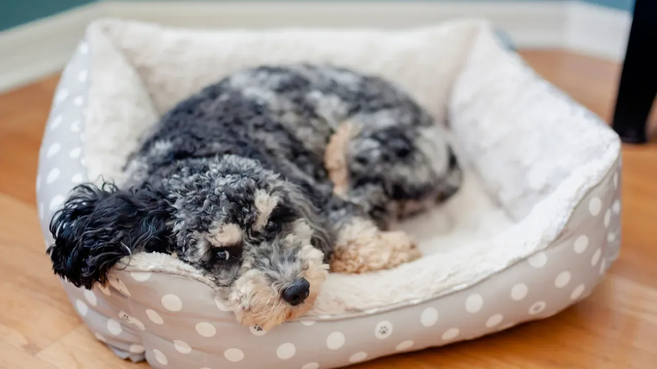 A grey curly dog curled up in its bed