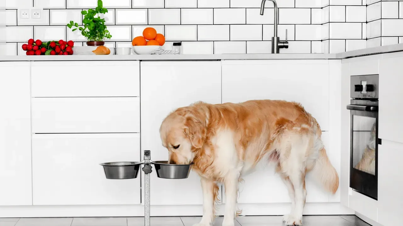 A golden retriever eating from raised bowls in a bright kitchen