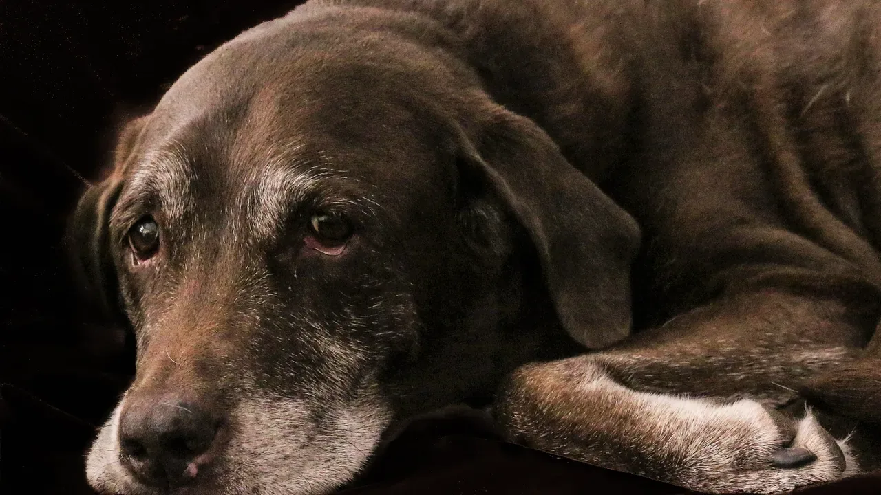 A grey muzzled senior dog resting