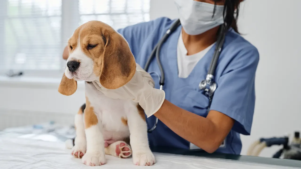A veterinarian holding a beagle puppy on the exam table