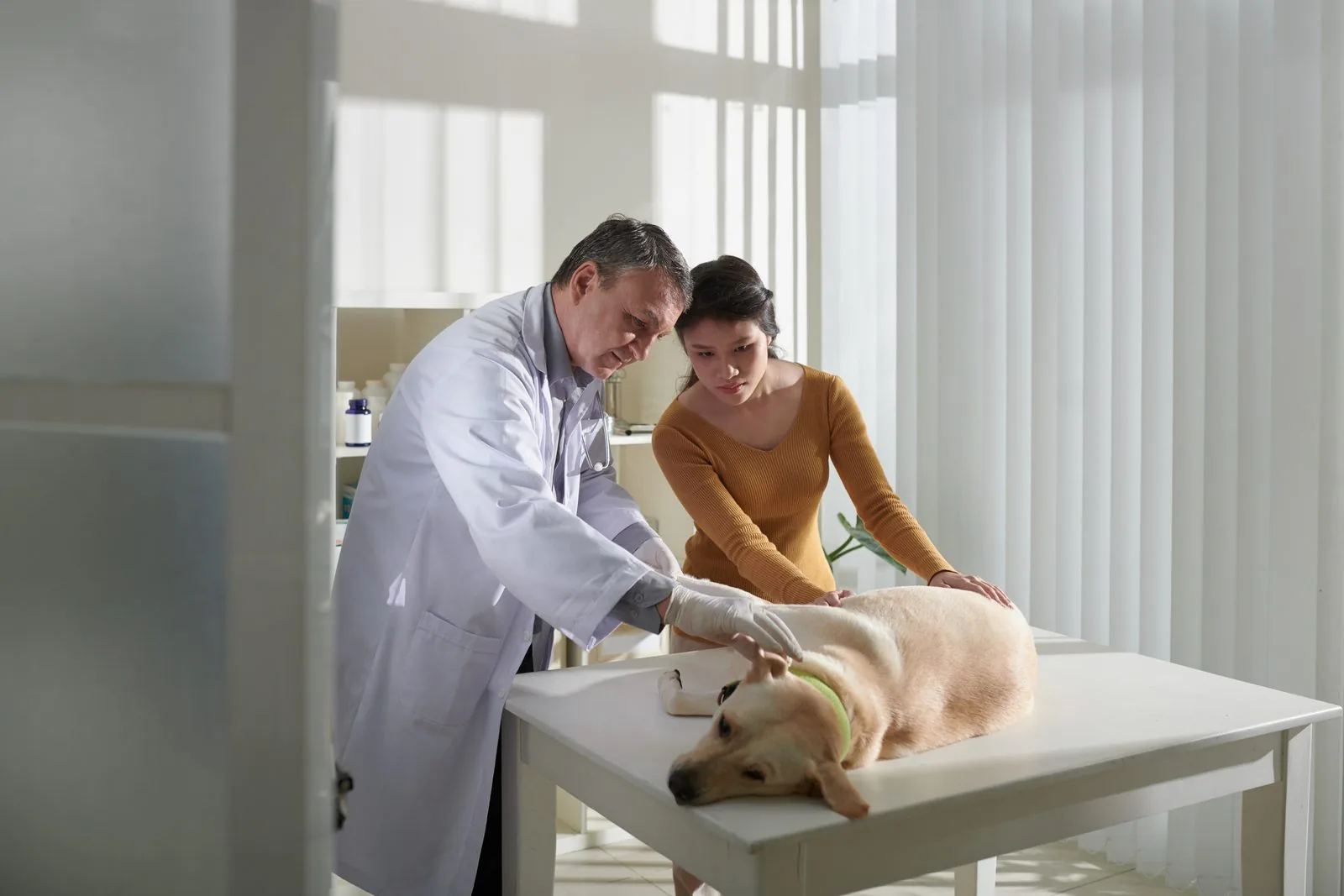 An owner asking the veterinarian to examine her dog